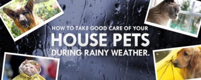Kompoz Xx 19 Year Collage Girl Video Com - PET PROJECT: HOW TO CARE FOR YOUR DOGS DURING THE RAINY SEASON â€“ PanahonTV