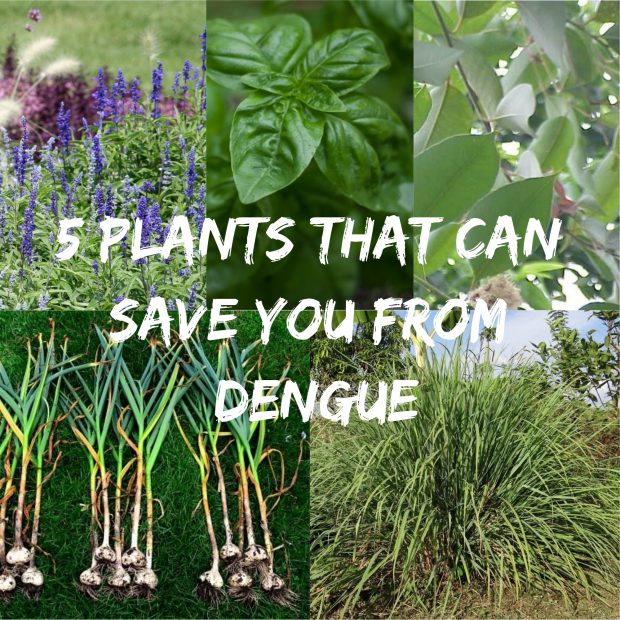 5 Plants that Can Save You from Dengue PanahonTV