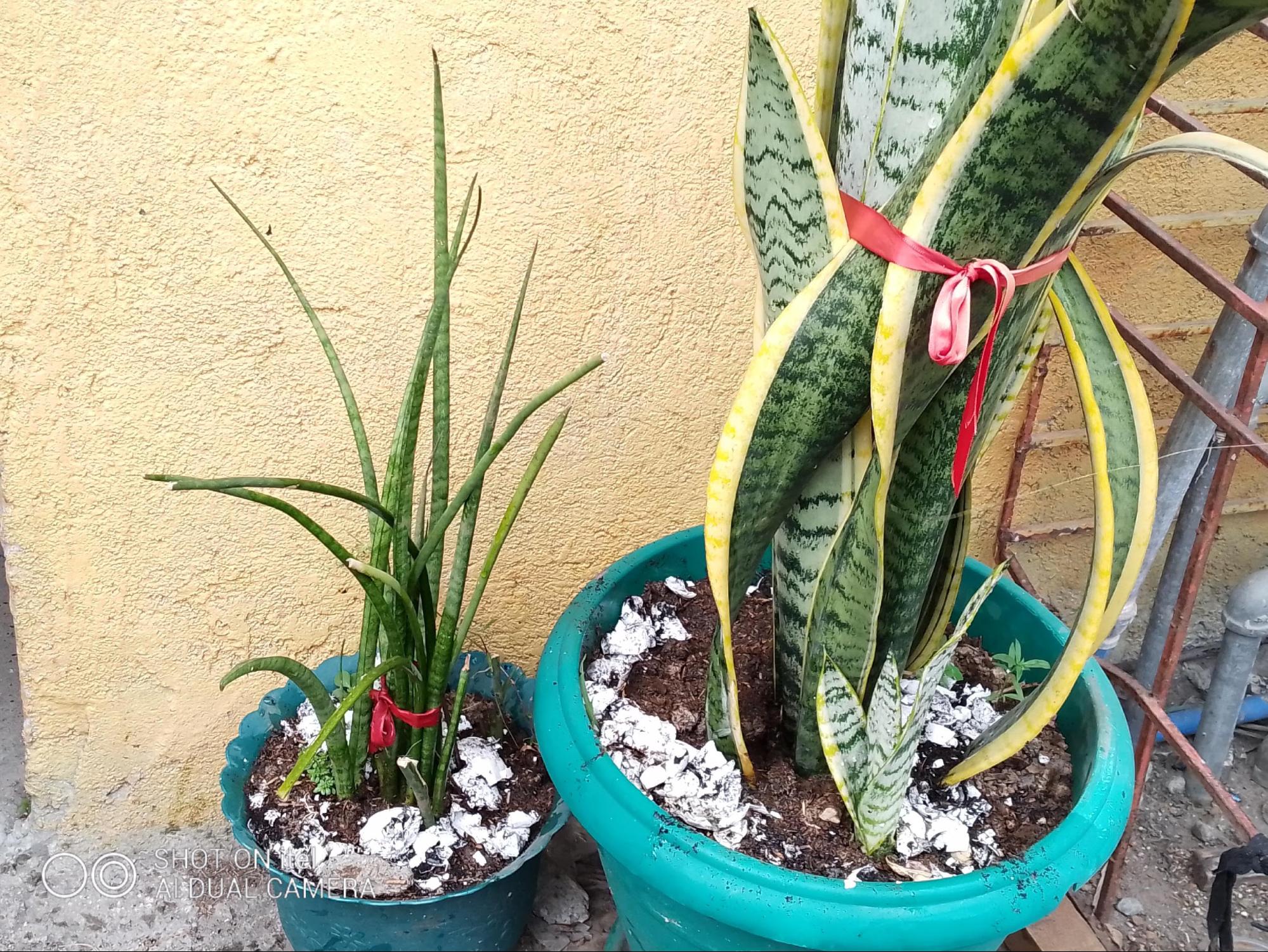 Sonakshi Sinha Xxx B F Hd - growing indoor plants â€“ PanahonTV