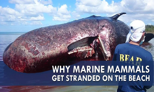 Why Marine Mammals Get Stranded on the Beach â€“ PanahonTV